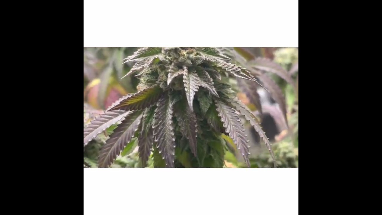 Birthday Blues from Cannarado genetics-2nd video ever years later