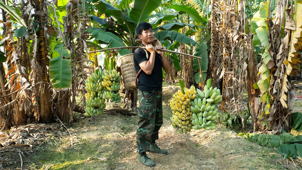 Harvesting Ripe Bananas… Feeding All My Animals for Days