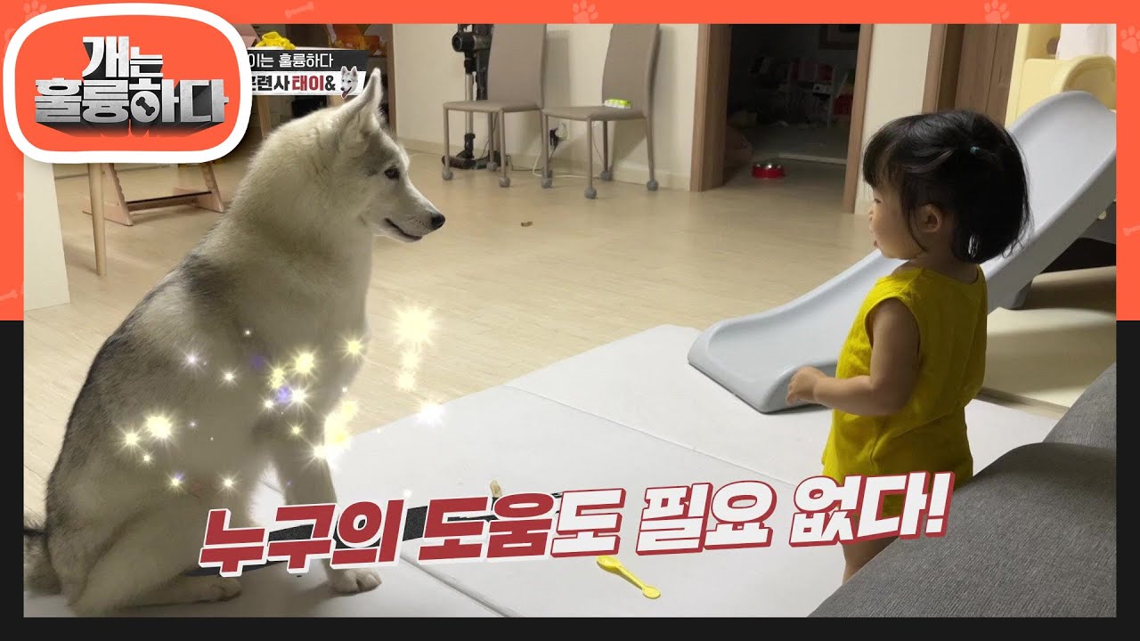 미래의 개통령을 꿈꾸는 어린이☆ 최연소 훈련사 태이&hearts; [개는 훌륭하다/Dogs Are Incredible] | KBS 220502 방송