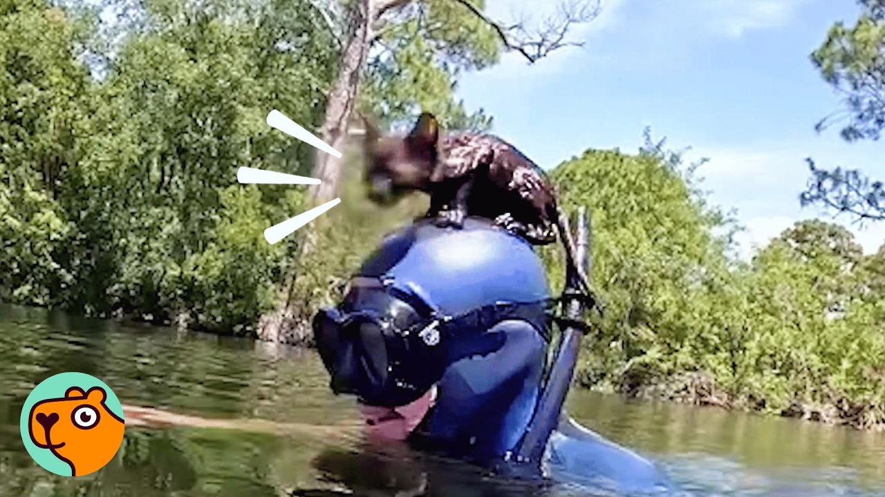 Stray Cat Jumps On Diver’s Head And Steals His Heart | Cuddle Buddies