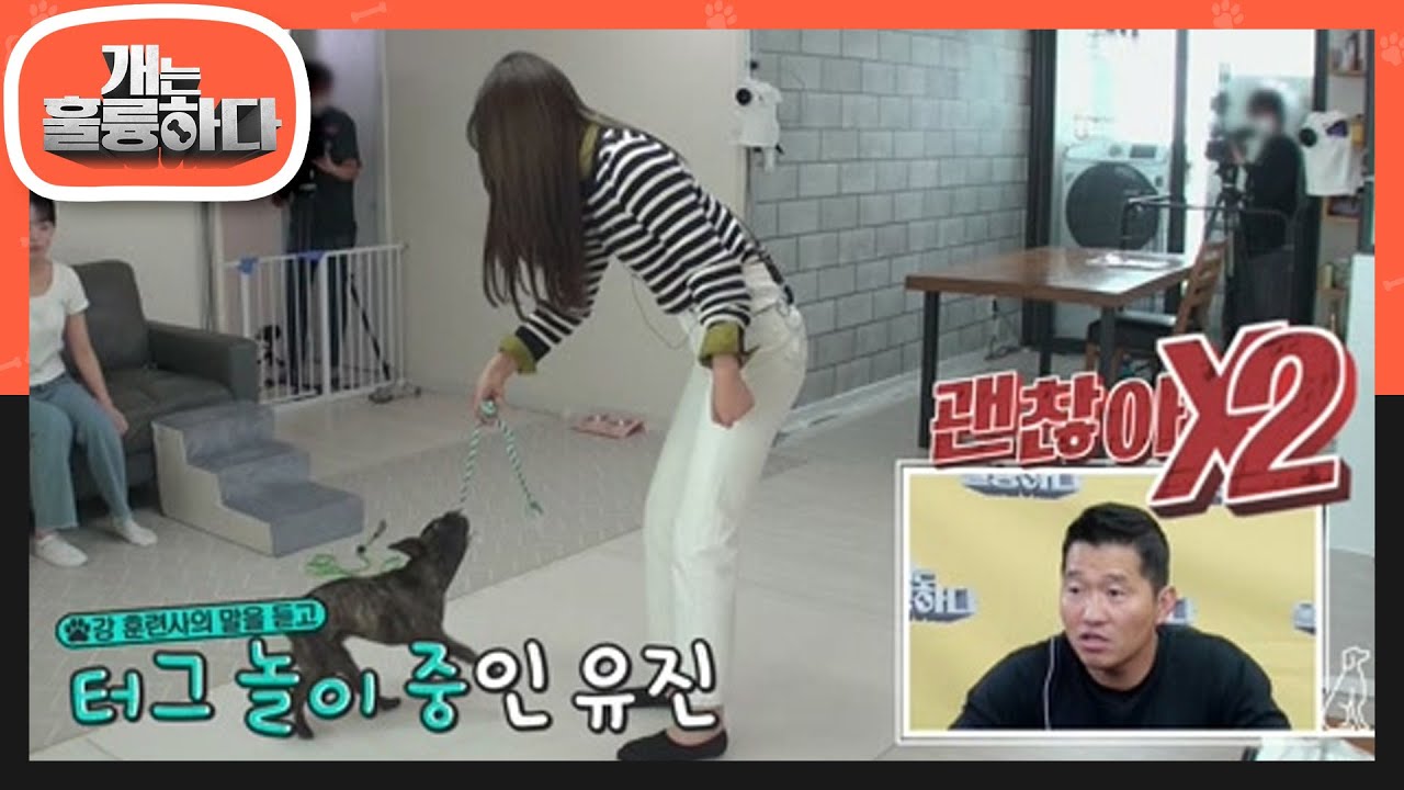 강 훈련사의 지도 하에 터그 놀이에 도전하는 특급 견습생 IVE! [개는 훌륭하다/Dogs Are Incredible] | KBS 221003 방송