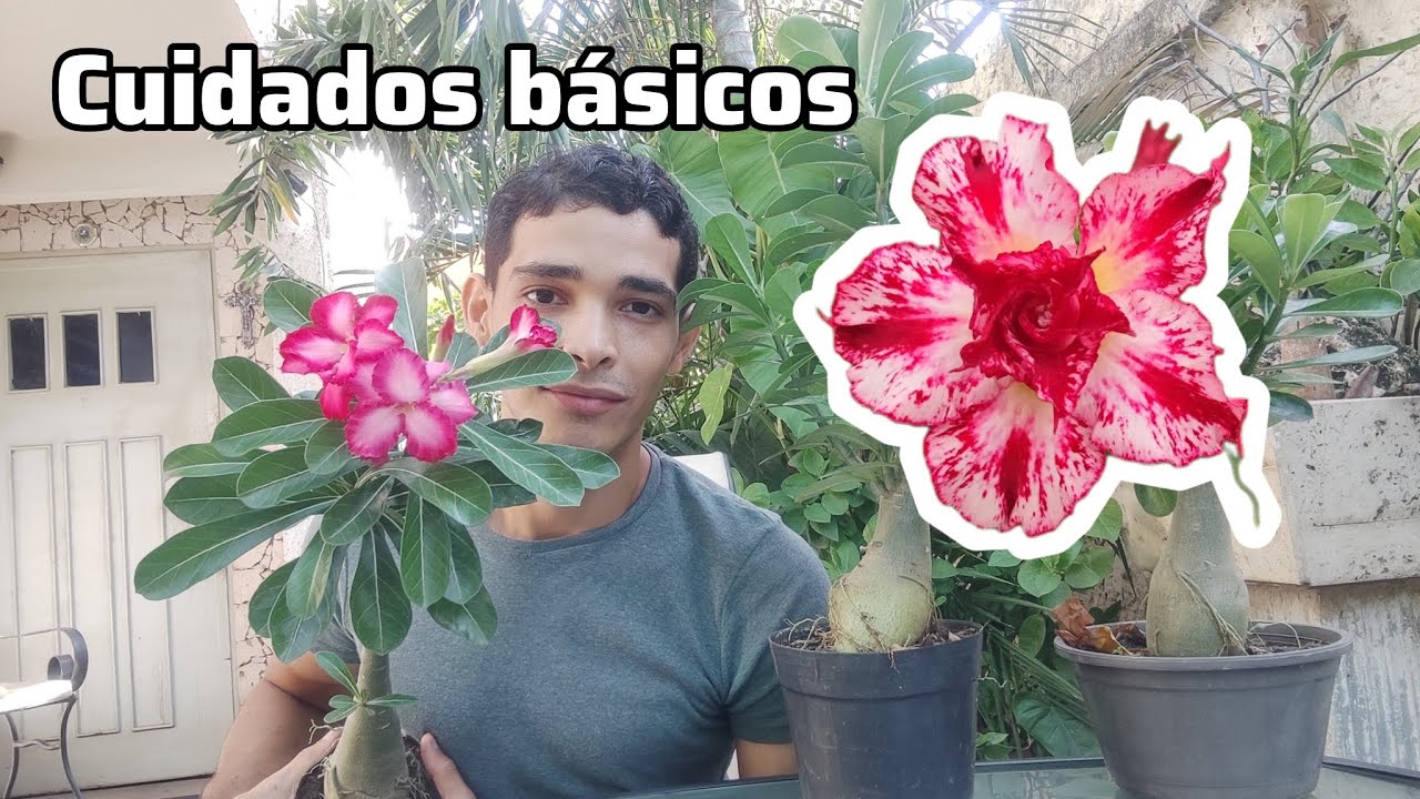 Cuidados básicos para tu rosa del desierto| adenium Obesum