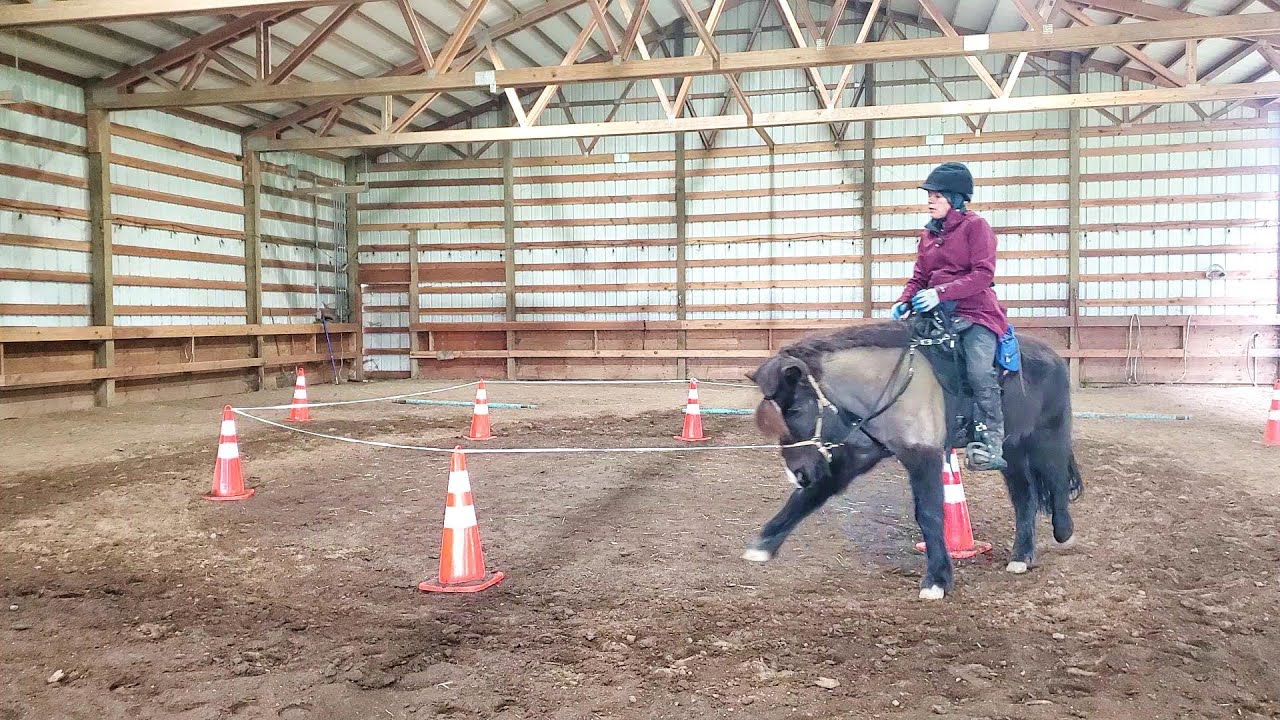Free Lunge & Ride Icelandic Horse
