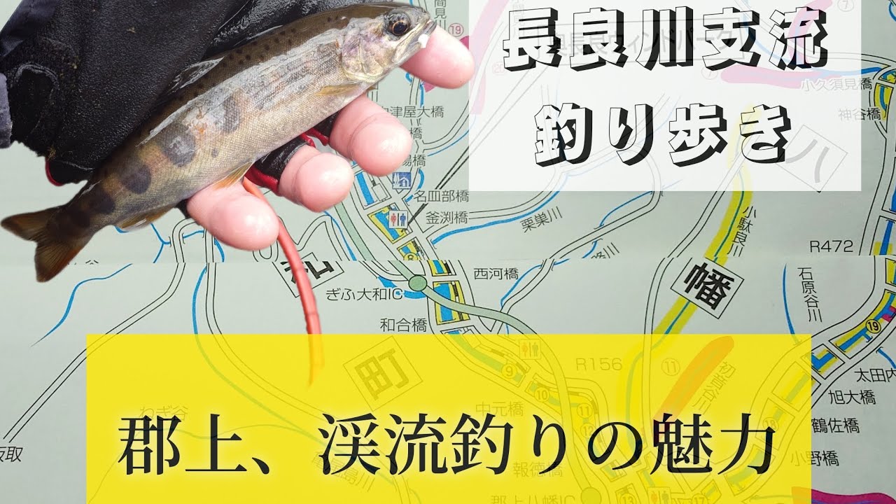 郡上、渓流釣りの魅力。長良川支流釣り歩き。