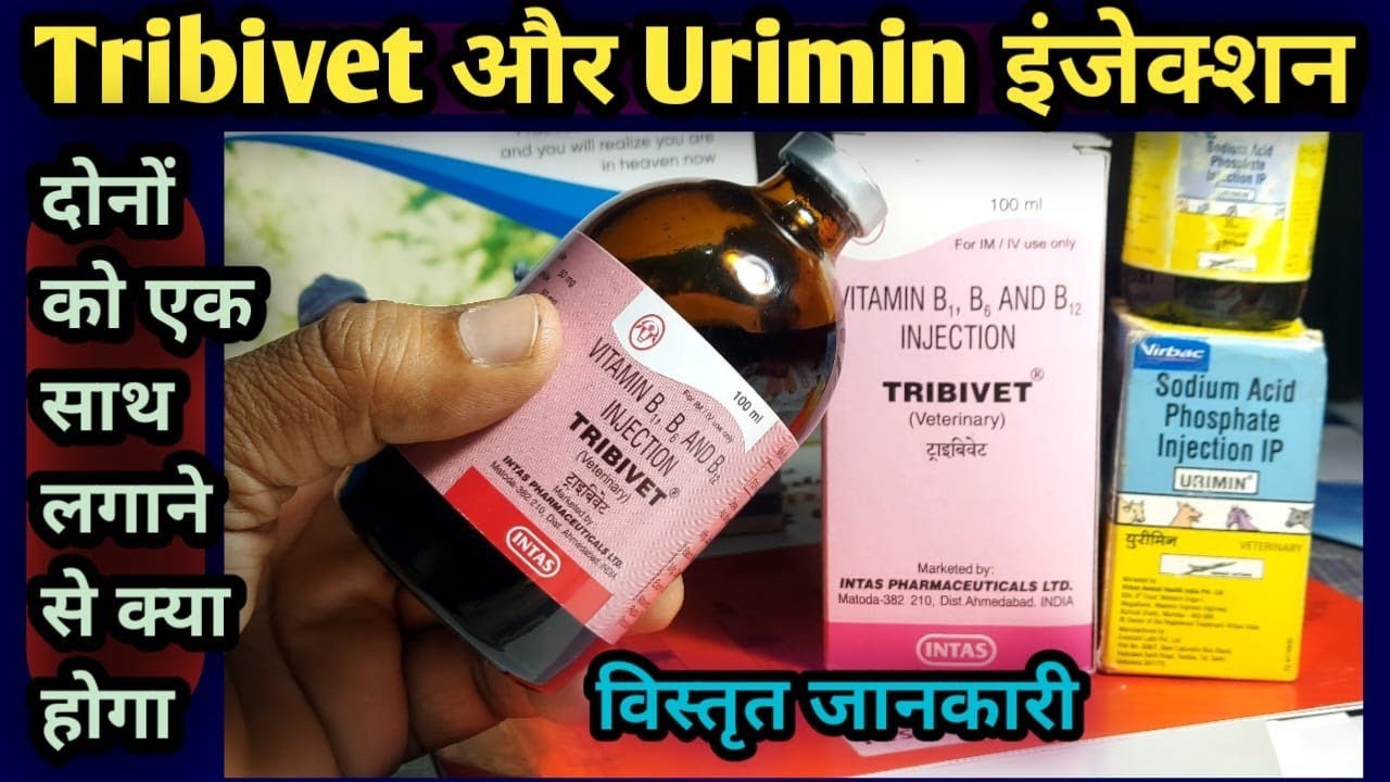 Tribivet और Urimin injection||✌ दोनों को एक साथ पशुओं को लगाने से क्या होगा👉Sodium Acid Phosphate
