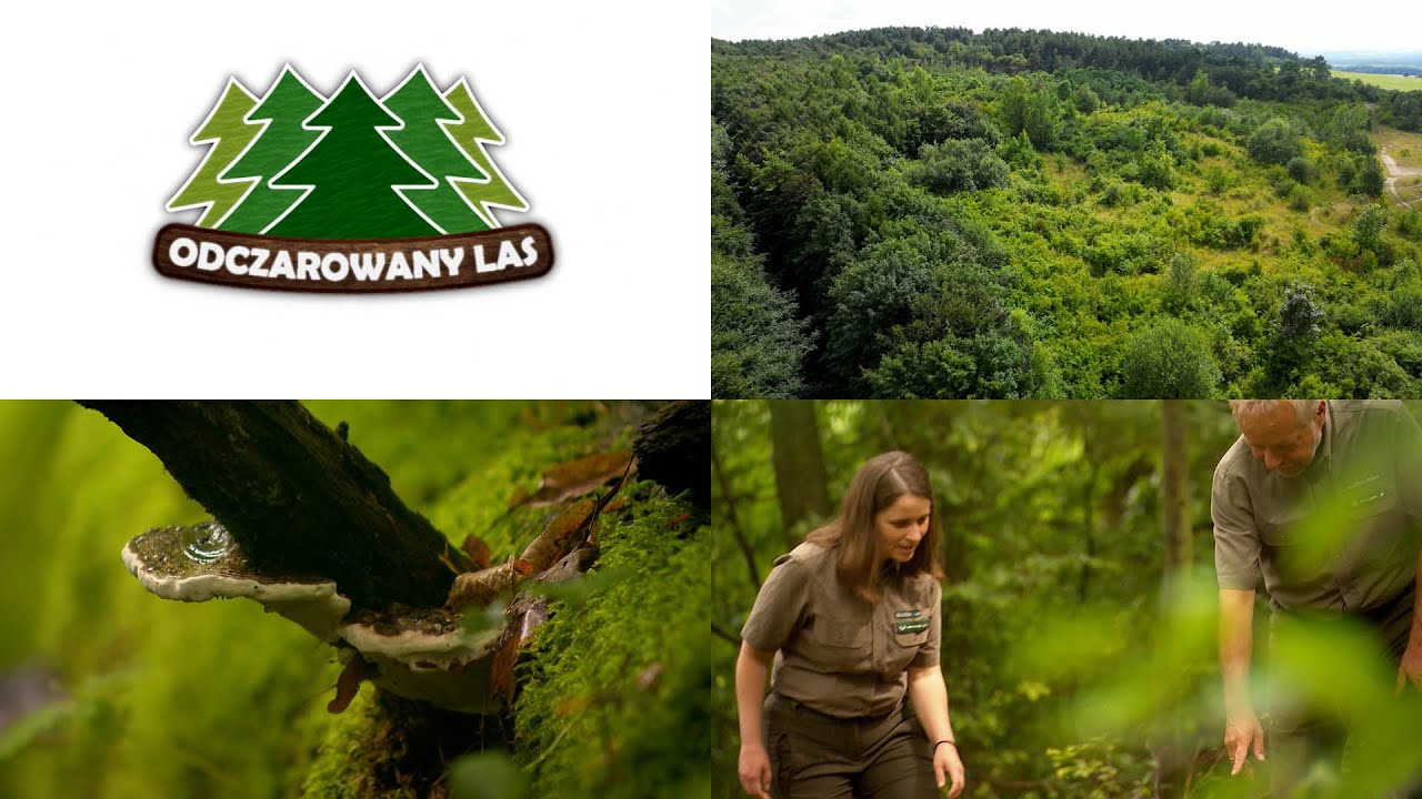 „Odczarowany las” - Pomniki przyrody, parki krajobrazowe czy rezerwaty. Zobacz program