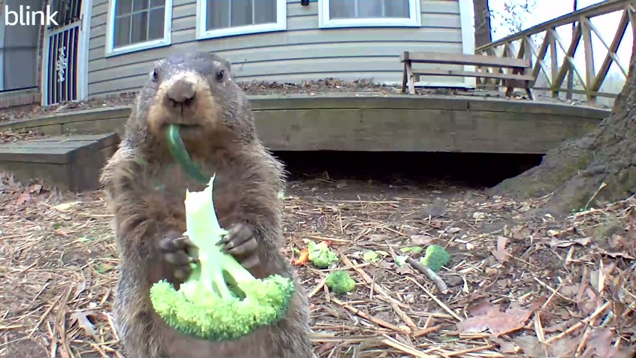 Red gets her broccoli on