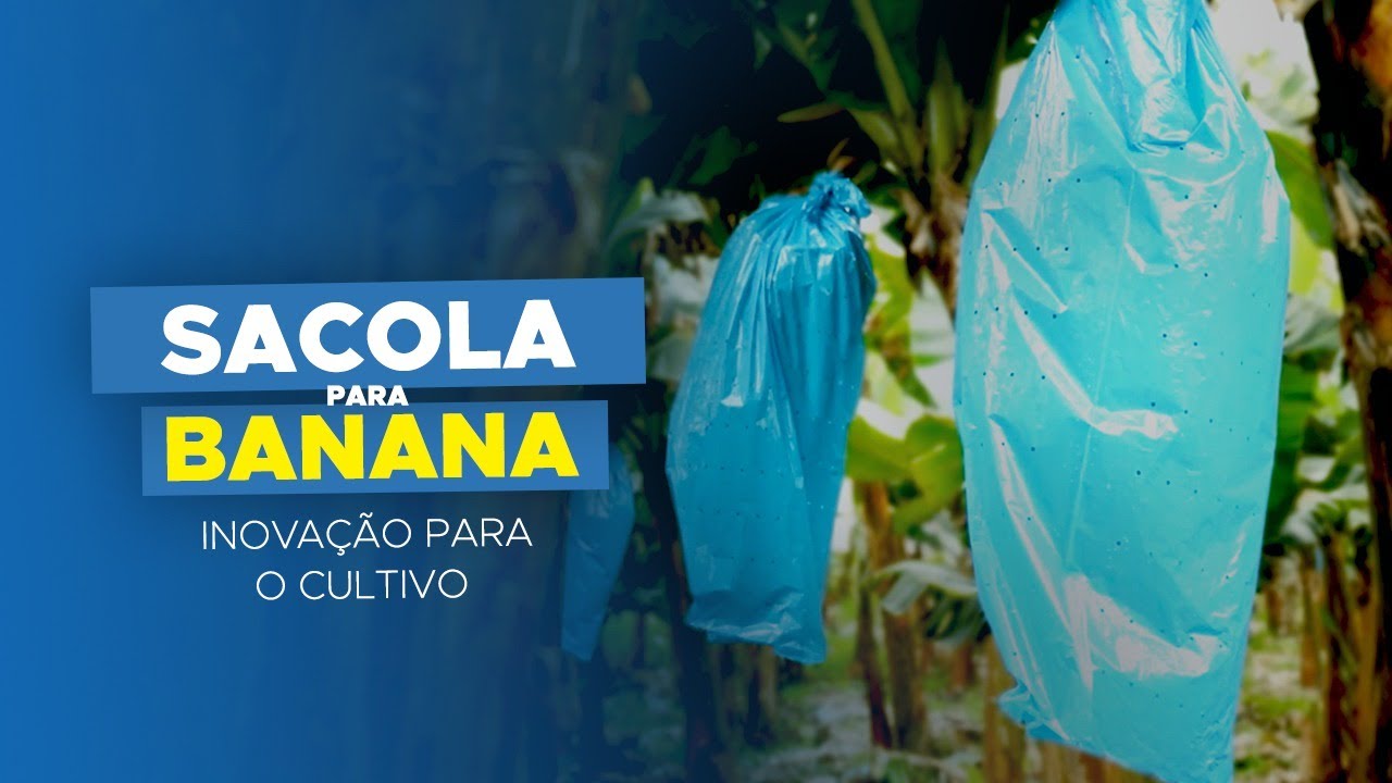Ensacamento de banana - Sacola anti-inseto para cachos