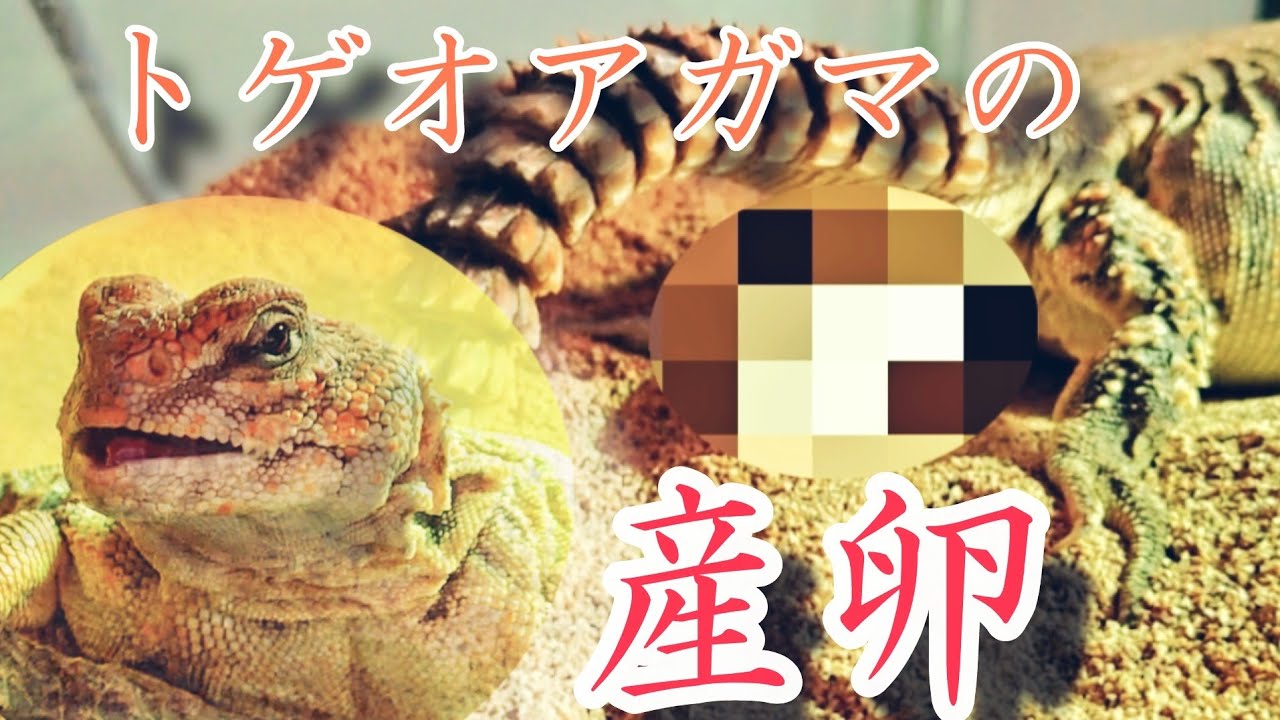 トゲオアガマ産卵記録【その①】
