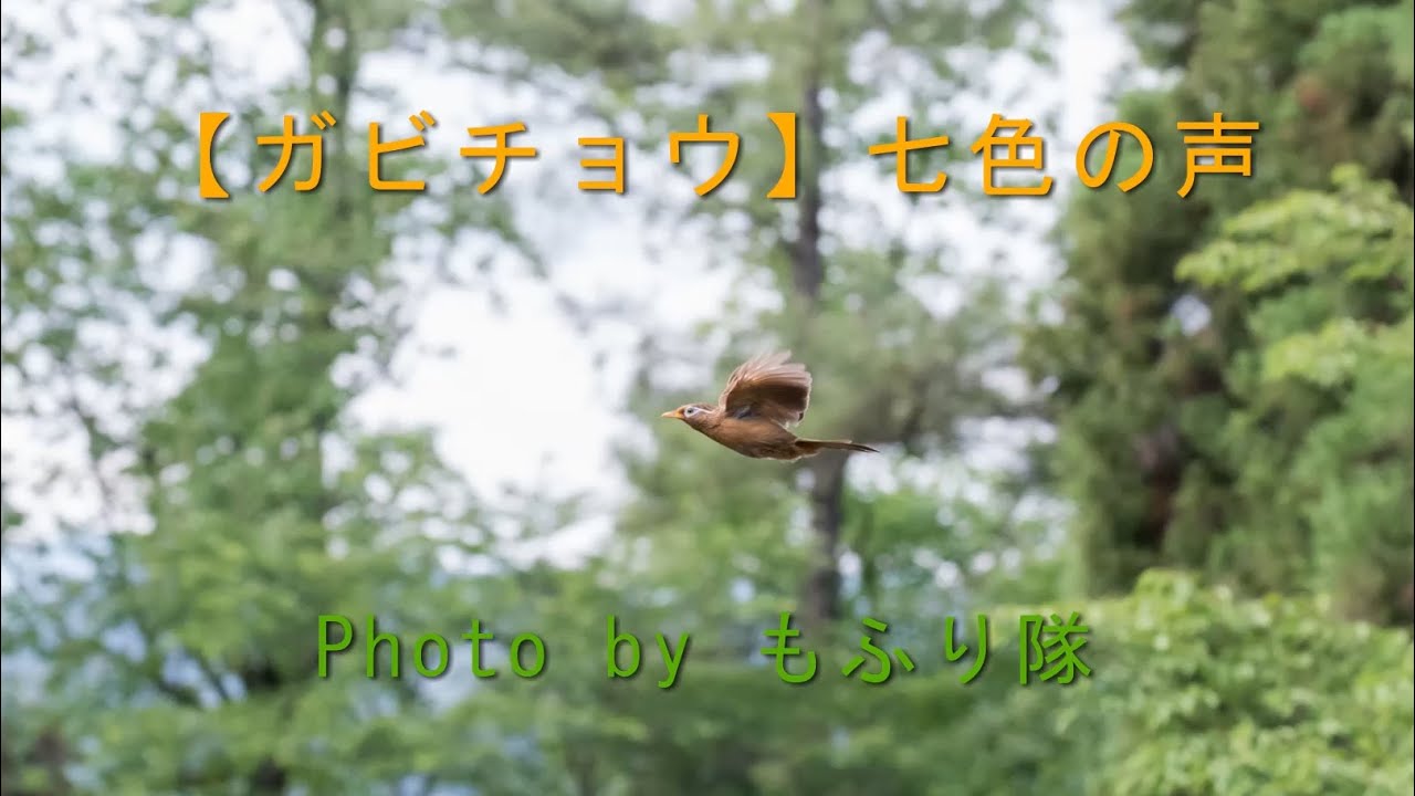 【ガビチョウ】鳴き声・七色の声