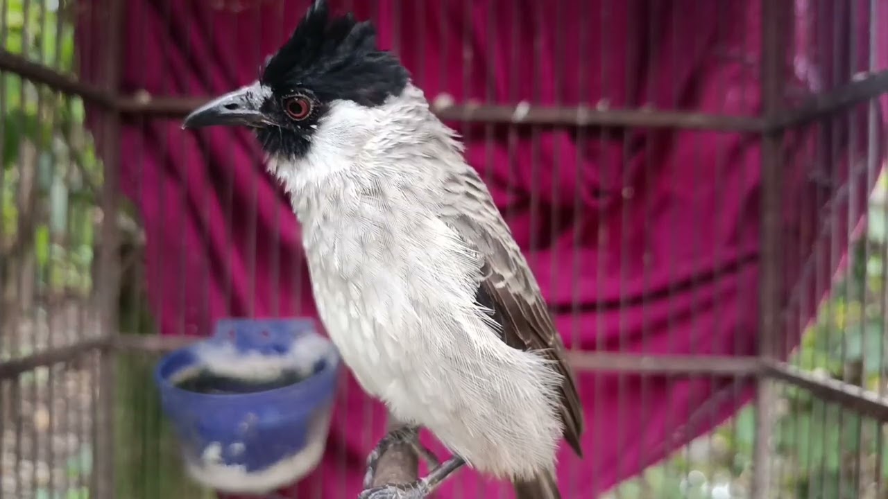 Suara pikat&Terapi Kutilang yang males bunyi