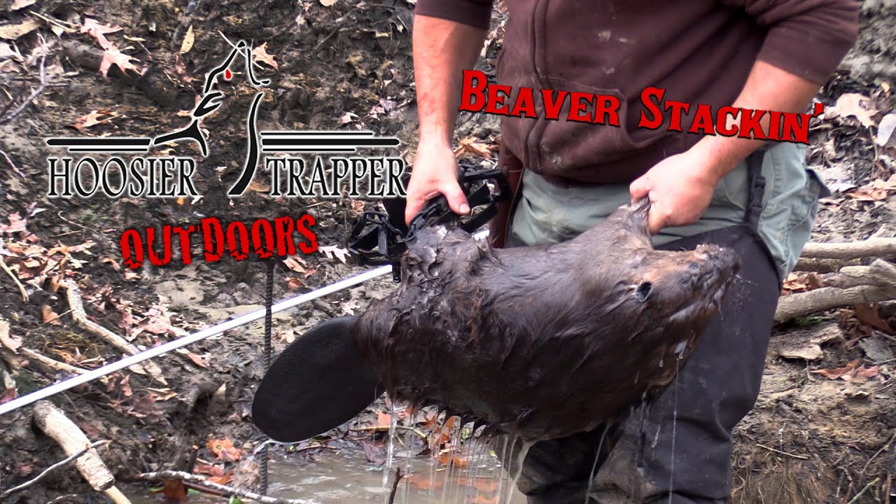 Beaver Stackin' - S.13 Ep.12