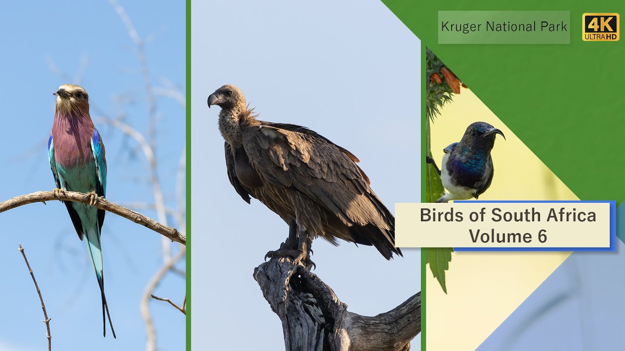 Birds of South Africa - Kruger National Park - Volume 6