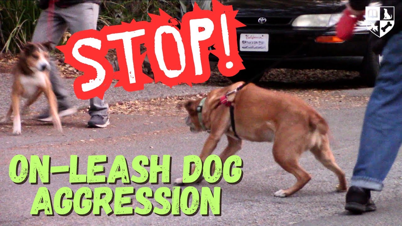Stop on Leash Dog Aggression