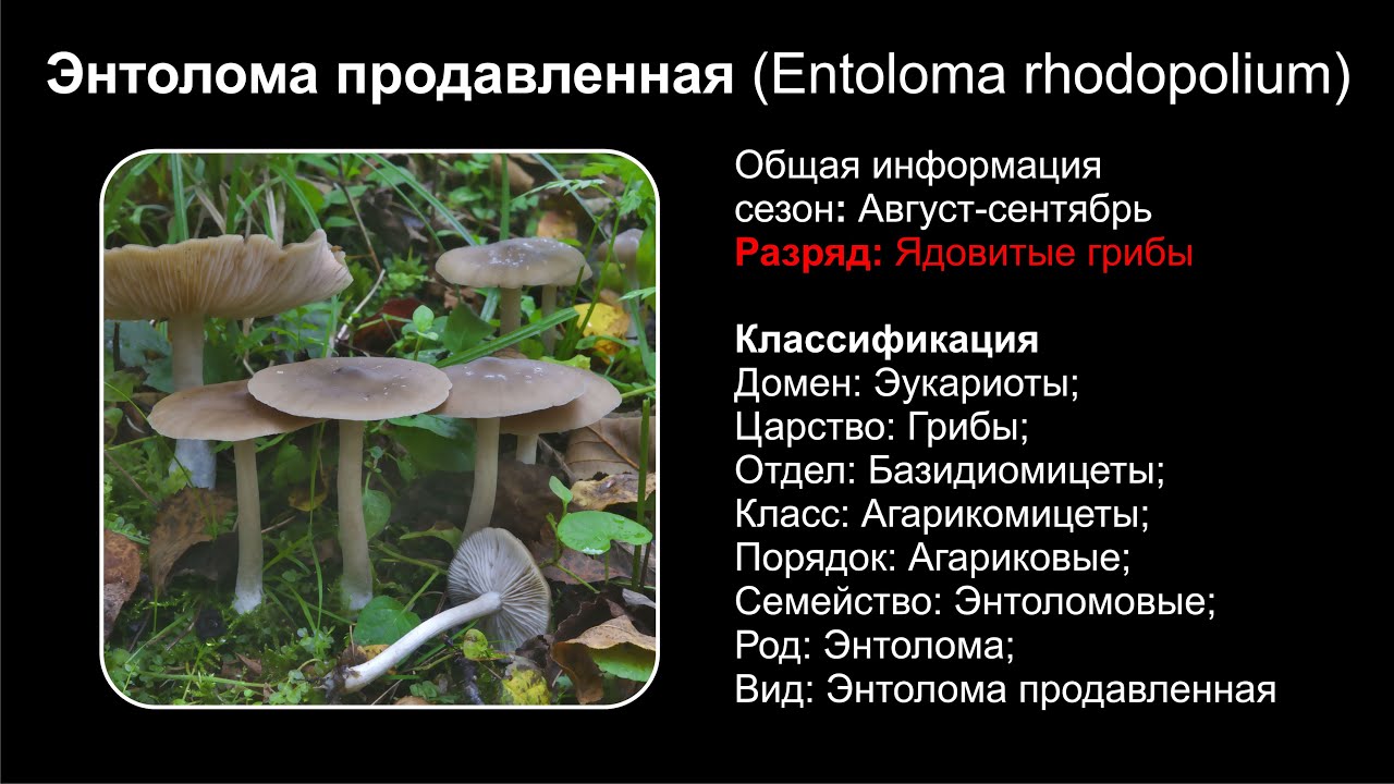 Энтолома продавленная (Entoloma rhodopolium)