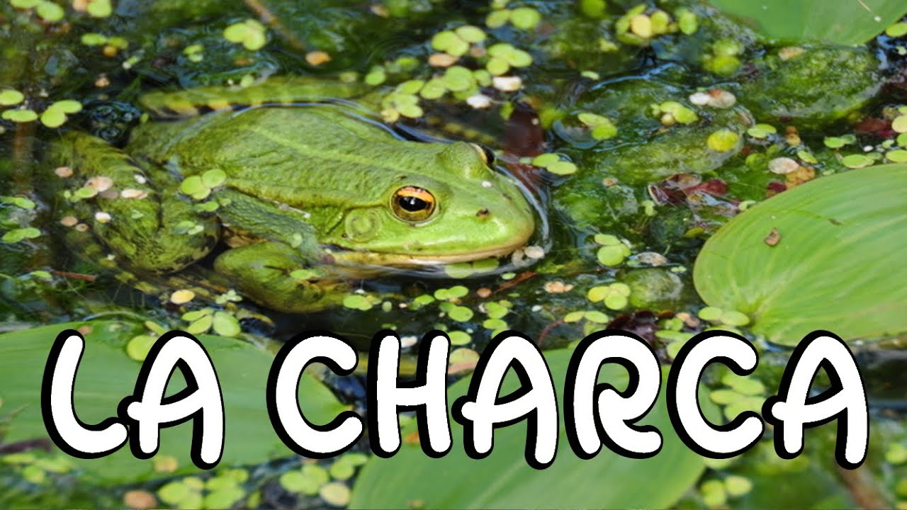 RINCONES DEL ARBORETO - Charca permanente - #LosCEAsEnTuCasa