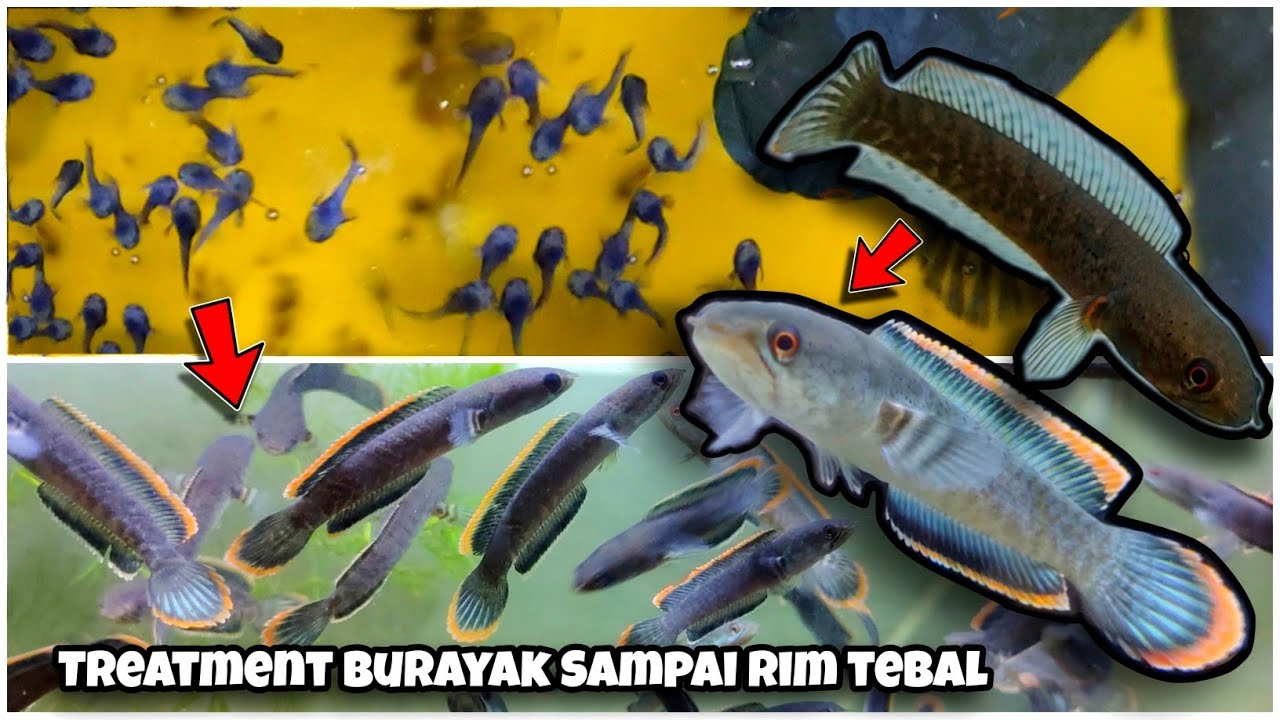 Лечение Channa Limbata (от жареного до толстого края)