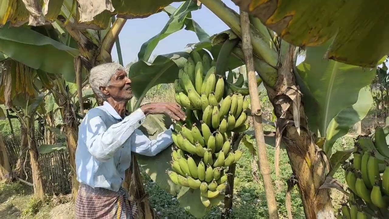 রমজান উপলক্ষে সরকারি বাগান থেকে মাত্র ২ টাকা করে সাগর কলা বিক্রি হচ্ছে। 