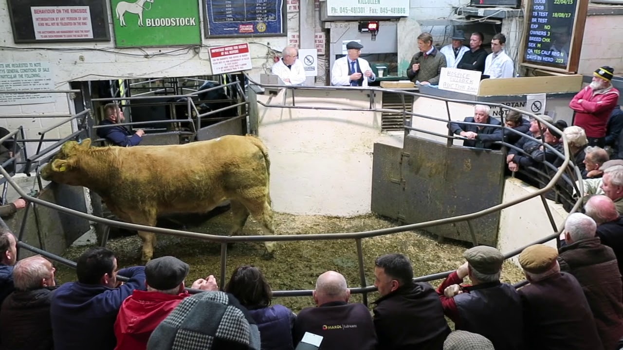 Leinster Marts Kilcullen 50th.