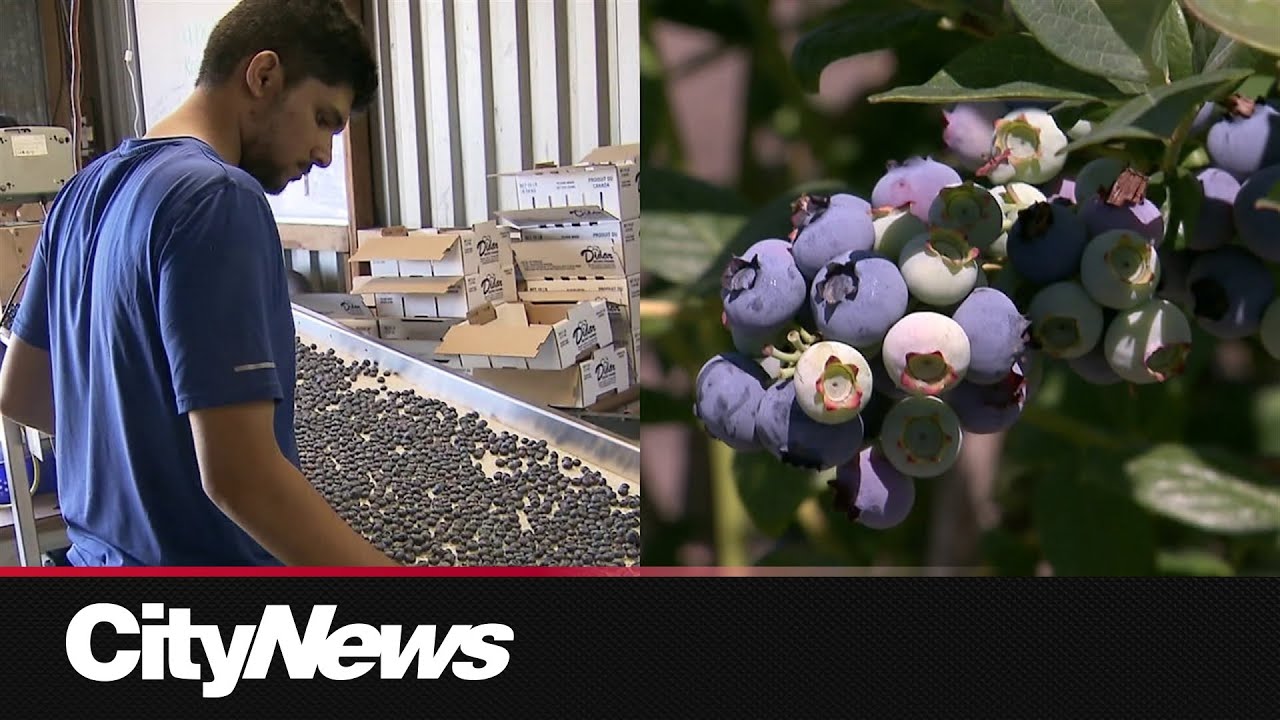New year brings minimum rate increases for B.C. hand-harvest farm workers