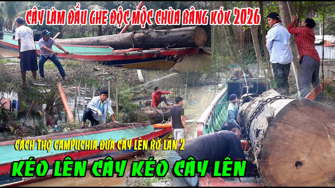 GHE NGO CHÙA BÂNG KÓK 2026 KÉO CÂY  LÊN BỜ LẦN THỨ 2 BA ÔNG THỢ HỢP LỰC ĐƯA DÂY LÊN CÂY KÉO CÂY LÊN