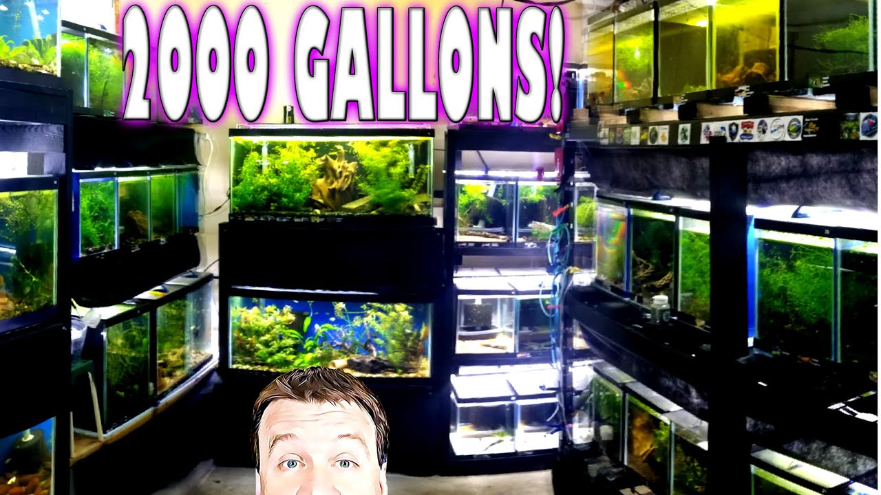 2000+ Gallon Fish Room Tour with Guppies, Plecos, Tetras and More Part 3