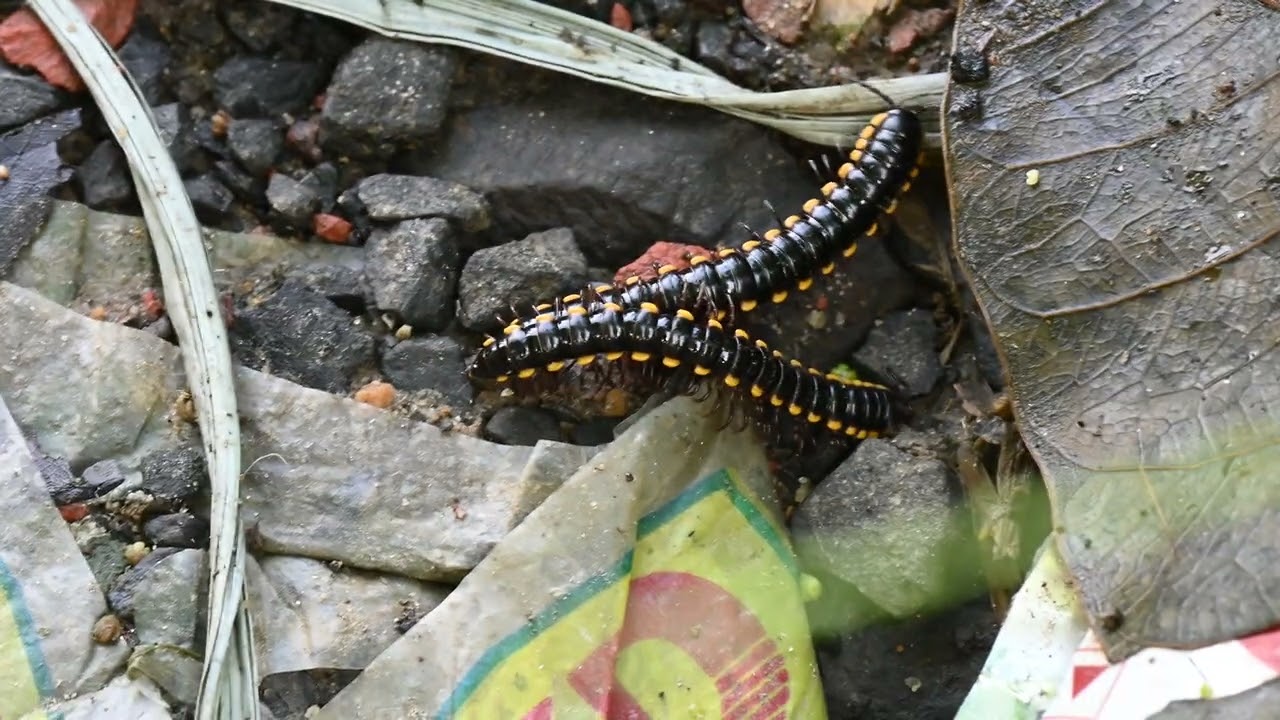 mating millipede