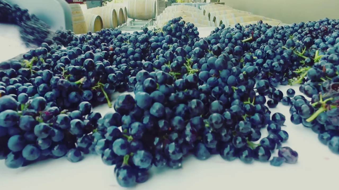 STEPHANE OGIER - HARVEST 2016