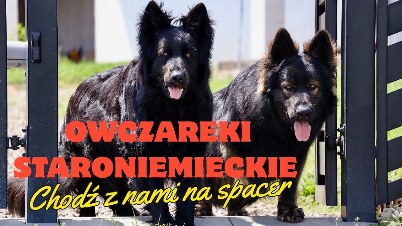 Owczarek Staroniemiecki / Altdeutscher schäferhund / East German Shepherd DDR line - spacer