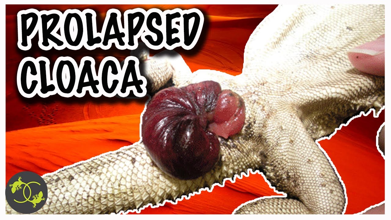 Prolapsed Cloaca in Bearded Dragon (Causes & Treatment) - Cookies Critters