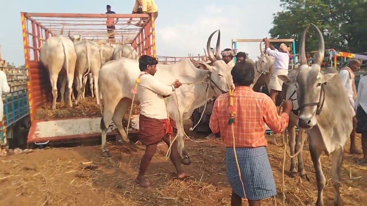 👍pathikonda. సంత.. 🐂