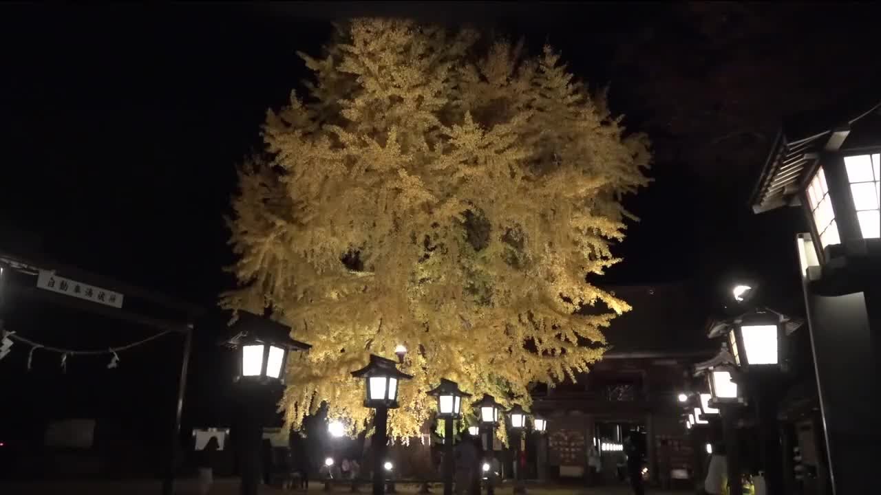 金色の大イチョウ　境内を染める　さくら市・今宮神社