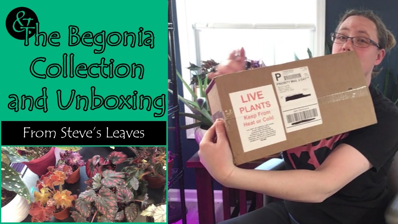 & The Begonia Collection and Unboxing | Plant Mail