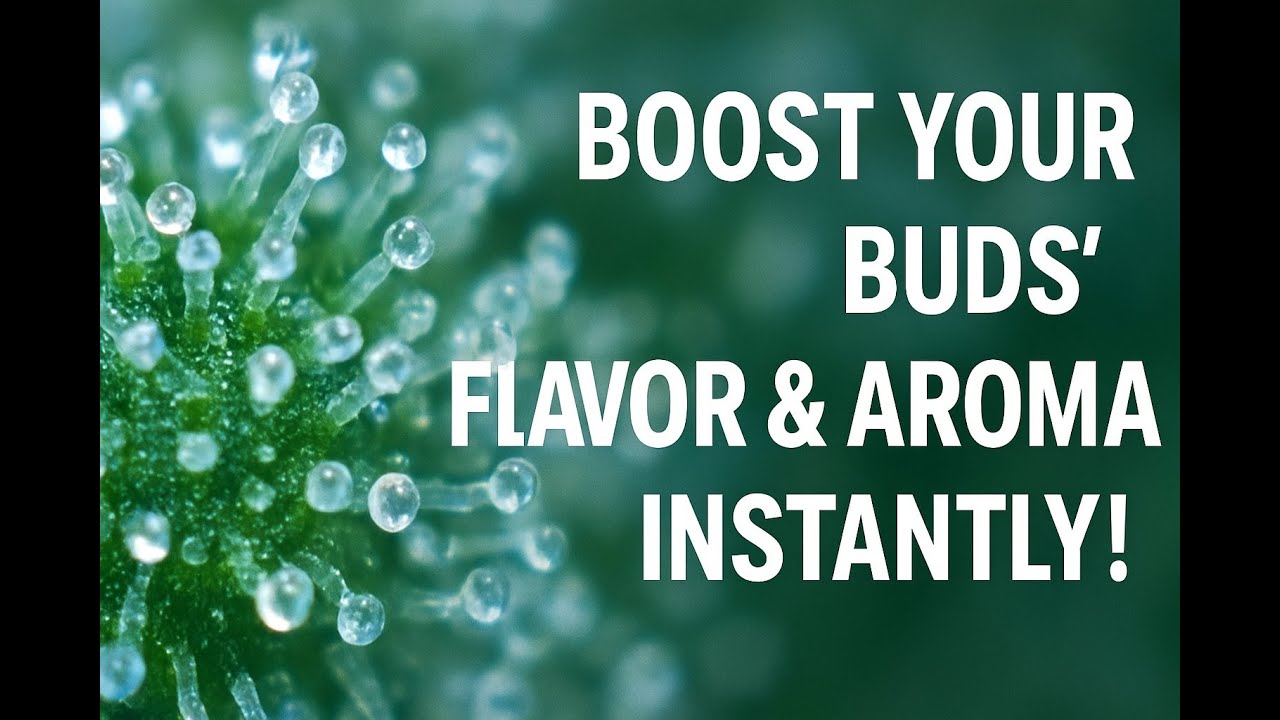 Growers: Boost Your Buds' Flavor & Aroma Instantly!