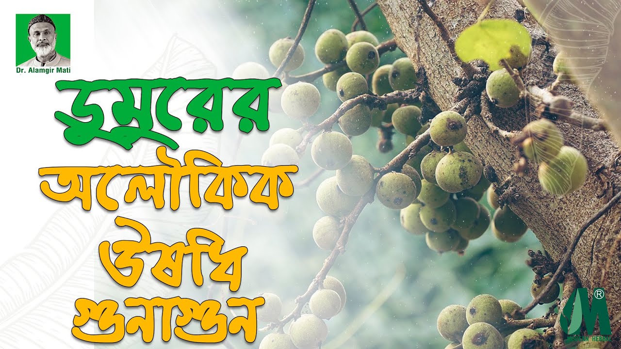 ডুমুর খাওয়ার উপকারিতা। Benefits of FIG l Modern Herbal l Dr. Alamgir Mati l Health Tips