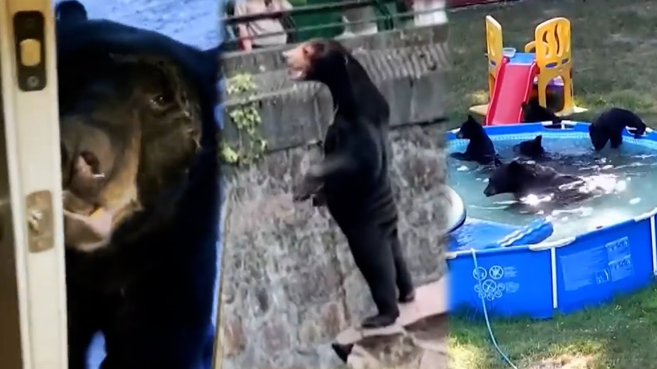 Wild Bear Videos Livestream