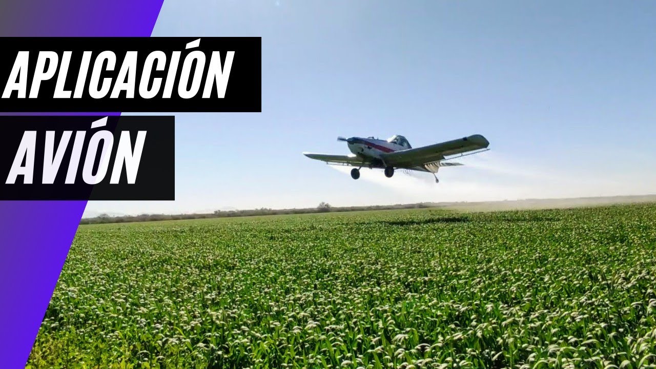 FUMIGACIÓN AEREA EN TRIGO 85 DÍAS DE DESARROLLO