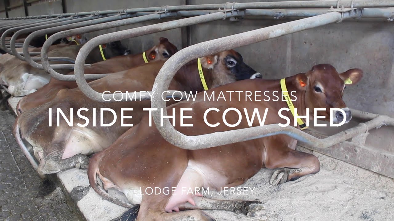 Check out our cow mattresses!