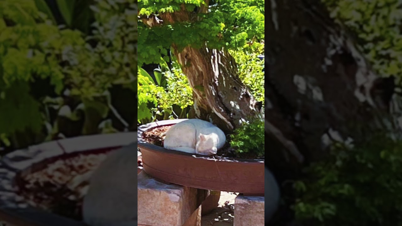 😻 Gatinho Dormindo na Sombra de um Bonsai MONSTRO de Piteco 🌳✨