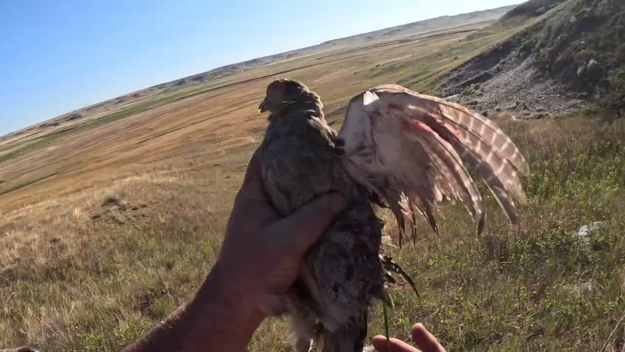 Montana 2024 Part 1 Day 1  (Limit of Huns, Limit of Sharptail, Limit of Doves) Unbelievable!!!