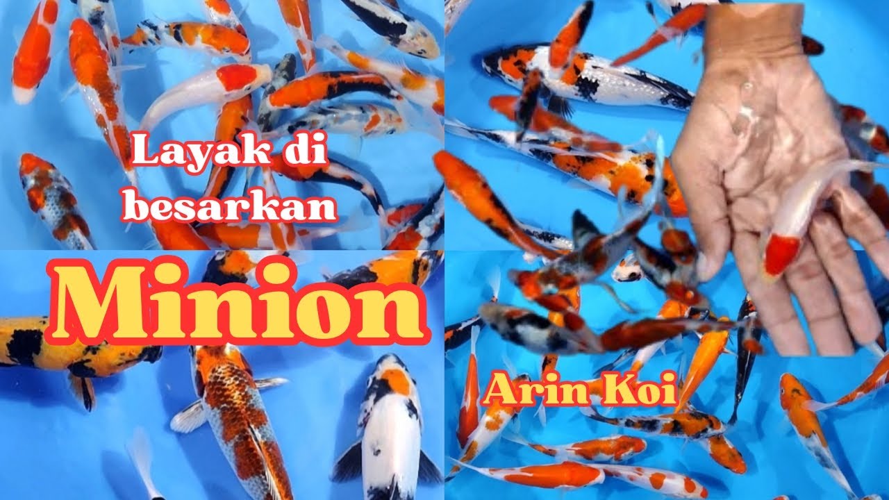 REVIEW IKΑΝ ΚΟΙ ΡΑKET MINION 💥 LAYAK DI BESARKAN ! BIBIT IKAN KOI MURAH MERIAH ARIN ΚΟΙ 🤩