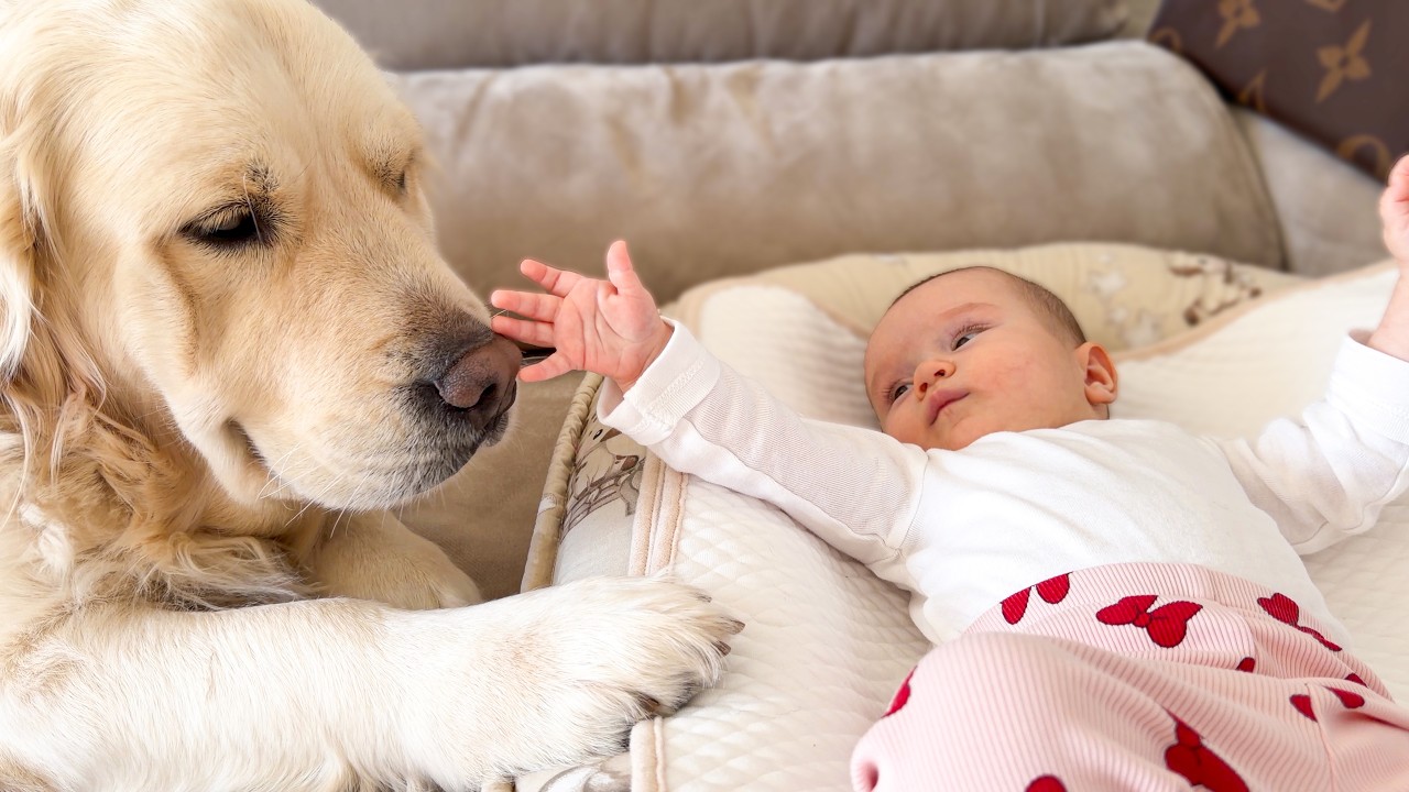 This Sweet Moment Between Baby and Golden Retriever