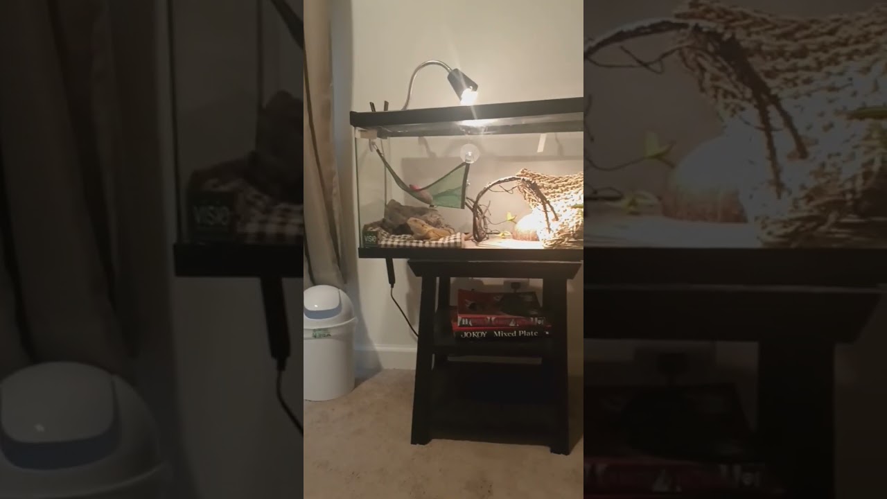 my #beardeddragon 🥭 loves Rick n Morty 😆 (travel tank) #cuteanimals #animals #shorts #funny
