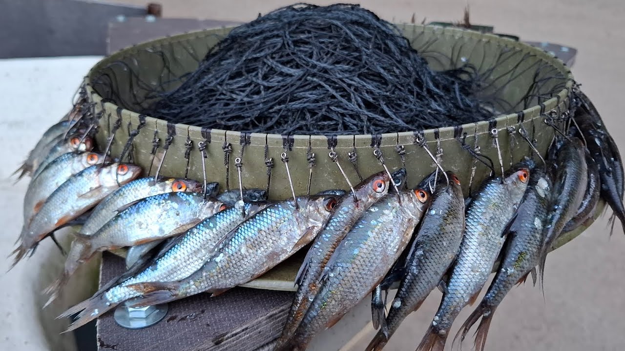 Pitkäsiima kalastusta osa 5/Mahtavat kalat saaliiksi,kumpi voittaa syöttien taiston,särki vai kuore?