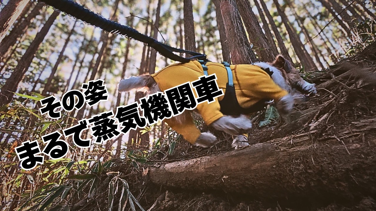 まだまだ寒い山を白い息を吐き登る姿がパワフルだった【金剛山マツバカケ尾根】