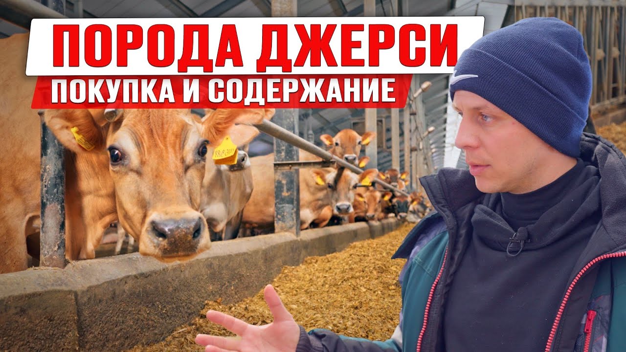 Джерсейская порода коров | Как выбрать и содержать джерси | Купить коров джерси