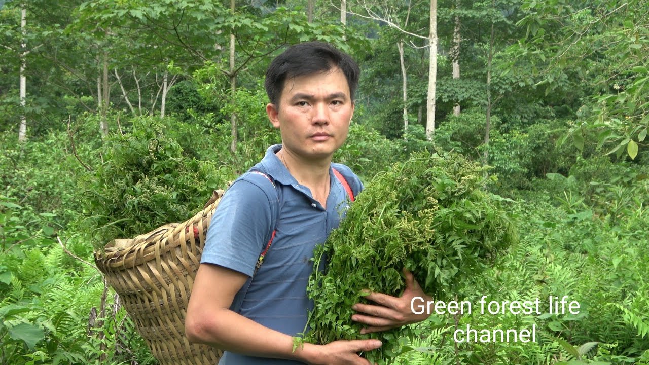 Picking wild vegetables to cook and sell to earn money. Robert | Green forest life