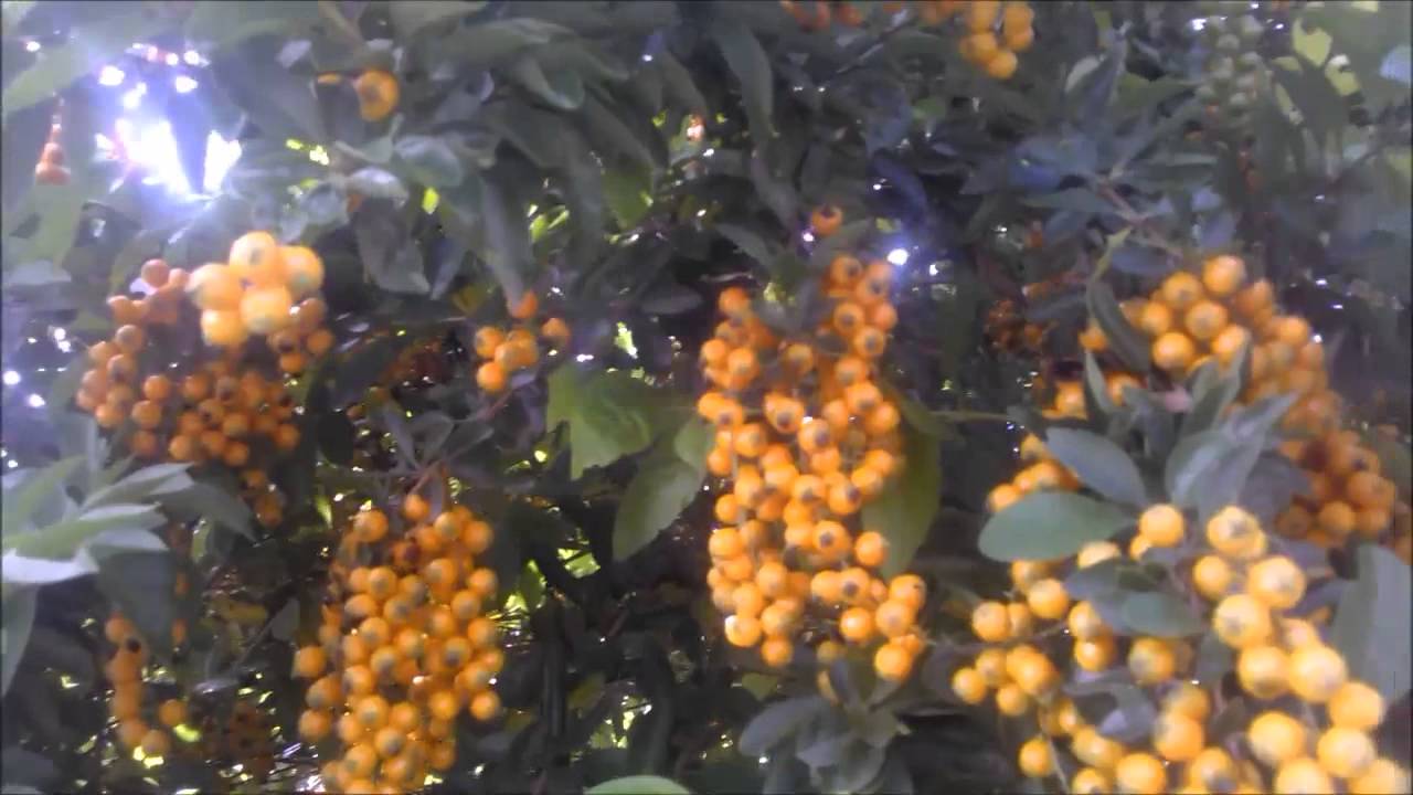 Pingo de ouro ou violeteira
