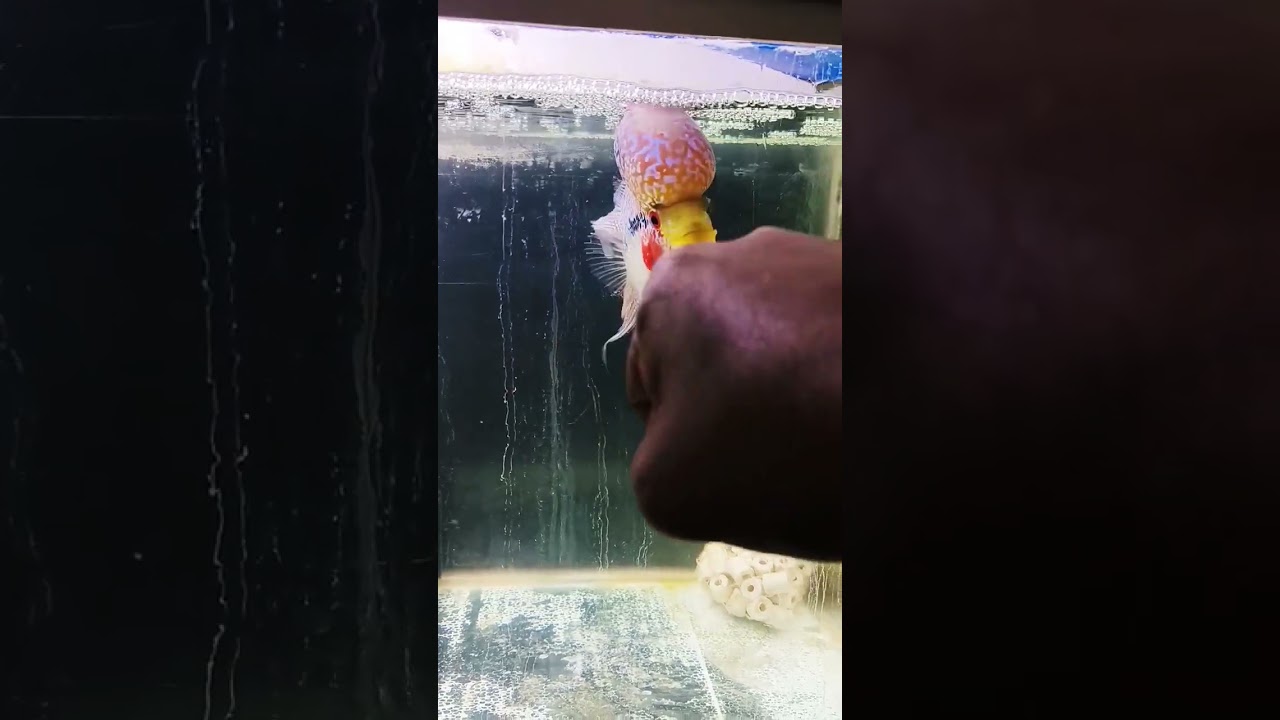 Flower horn 6 months growth #flowerhorn #shorts