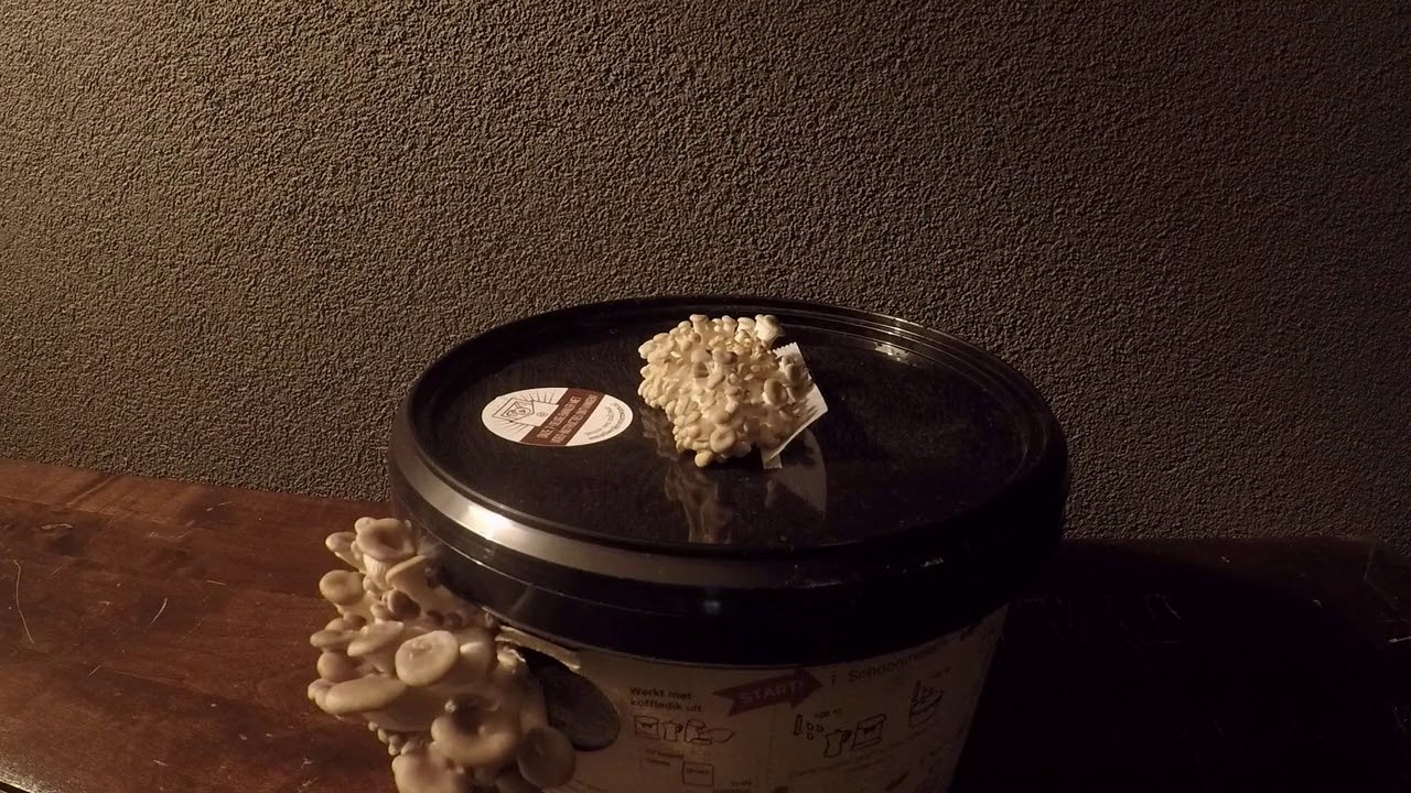 Timelapse oesterzwam growkit